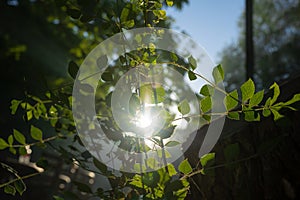 Carbon neutrality concept photo. Leaves of plants and direct sunlight