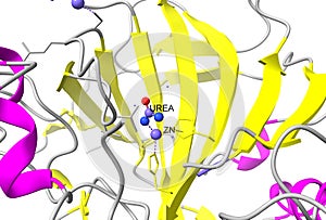 Active center of human carbonic anhydrase II with zinc ion and bound urea.