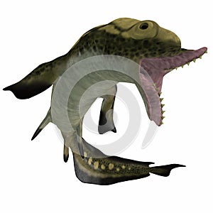Carboniferous Edestus Shark photo