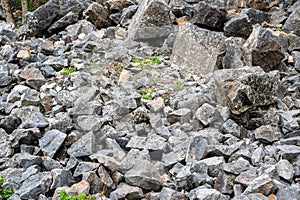 Carboniferous Limestone found in the Mendip Hills, UK photo