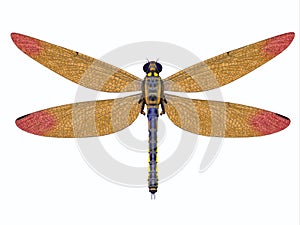 Carboniferous Meganeura Dragonfly