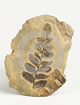 Carboniferous plants imprint.