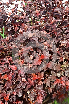 Carbonoleic bubbler Physocarpus opulifolius, Diabolo or Purpureus varieties. Background of leaves and buds