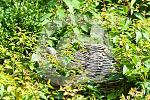 Carboy with wickerwork