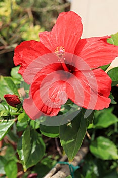Carcade flower.