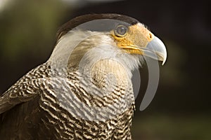 Carcara Eagle