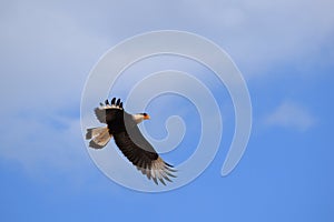 Carcara flight photo