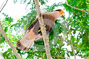Carcara hawk with brown and white feathers on a tree branch