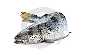 Carcass of atlantic salmon, sea fish on white background. Sea fish, healthy food. Fresh raw salmon red fish isolated on white