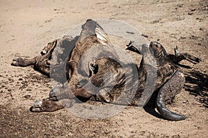 Carcass of Cape Buffalo in South Africa