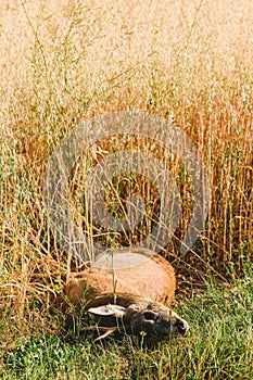 Carcass of a dead roe deer in field