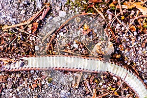 Carcass of dead snake