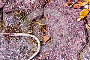 Carcass of dead snake