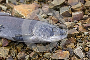 Close up of kokanee salmon carcass on the rocks photo