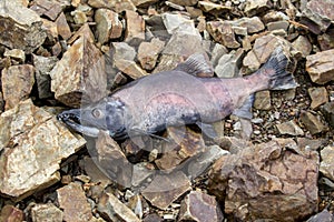 Carcass of salmon on the rocks after spawning