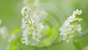 Carcass or strawberry and mayday tree. Flowering plant in the rose family rosaceae. Slow motion. photo