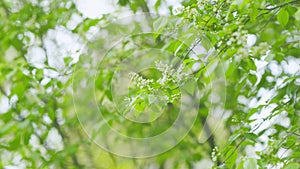 Carcass or strawberry and mayday tree. Flowering plant in the rose family rosaceae. Slow motion. photo