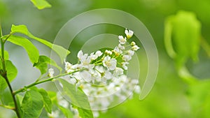 Carcass or strawberry and mayday tree. Flowering plant in the rose family rosaceae. Slow motion. photo