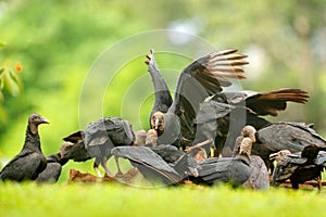 Carcass with vultures. Wildlife Panama. Ugly black bird Black Vulture, Coragyps atratus, sitting in the green vegetation, bird wit