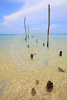 Carcass wood in the sea