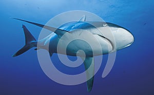 Carcharhinus albimarginatus / SILVERTIP SHARK