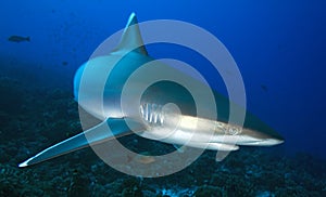 Carcharhinus albimarginatus / SILVERTIP SHARK