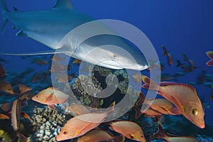 Carcharhinus albimarginatus / SILVERTIP SHARK