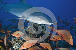 Carcharhinus albimarginatus / SILVERTIP SHARK photo