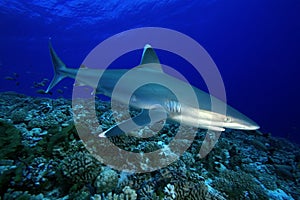 Carcharhinus albimarginatus /SILVERTIP SHARK photo