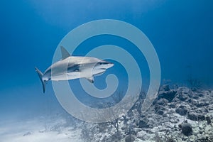 Carcharhinus amblyrhynchos grey reef shark