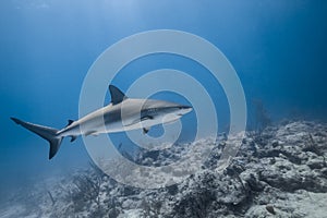 Carcharhinus amblyrhynchos grey reef shark