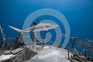 Carcharhinus amblyrhynchos grey reef shark