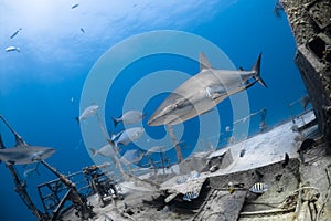 Carcharhinus amblyrhynchos grey reef shark