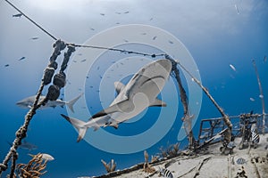 Carcharhinus amblyrhynchos grey reef shark