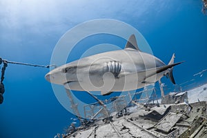 Carcharhinus amblyrhynchos grey reef shark