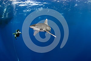 Carcharhinus longimanus oceanica white tip shark with a diver