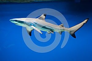 Carcharhinus melanopterus - blacktip reef shark