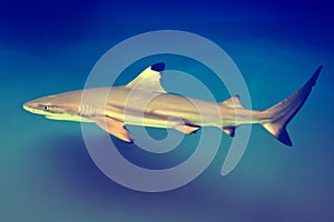 Carcharhinus melanopterus - blacktip reef shark