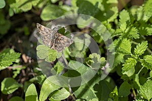 Carcharodus alceae butterfly on vegetation photo