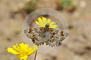 Carcharodus alceae , the mallow skipper butterfly