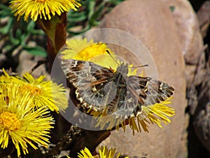 Carcharodus alceae , the mallow skipper butterfly