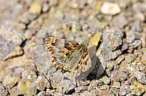 Carcharodus alceae , the mallow skipper butterfly