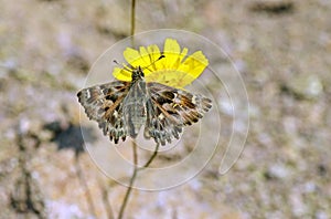 Carcharodus alceae , the mallow skipper butterfly