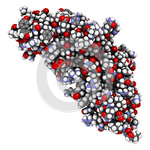 Carcinoembryonic antigen (CEA, CEACAM5, N-terminal domain). Used as tumor biomarkerin some forms of cancer. 3D rendering based on photo