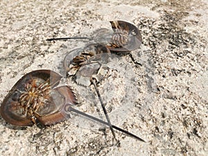 carcinoscorpius rotundicauda crab laying upside down photo