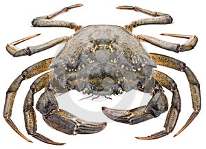 Carcinus maenas -edible alive crab.