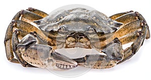 Carcinus maenas -edible alive crab.