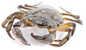 Carcinus maenas -edible alive crab.