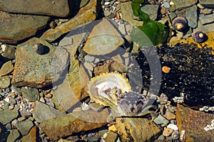 Carcinus maenas feasting on Patella vulgata in rockpool, Devon, UK. photo