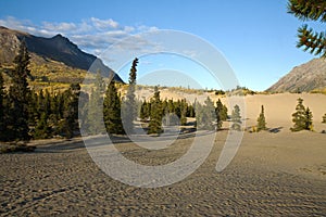 Carcross Desert, the most northerly , and smallest desert in Canada